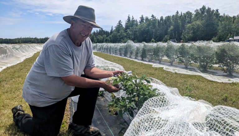 Paul Laplante, a haskap grower from Lamèque Island and president of Haskap New Brunswick. - Acadie Nouvelle: David Caron 